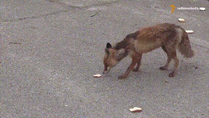 - Бутерброды нужно с хлебом есть