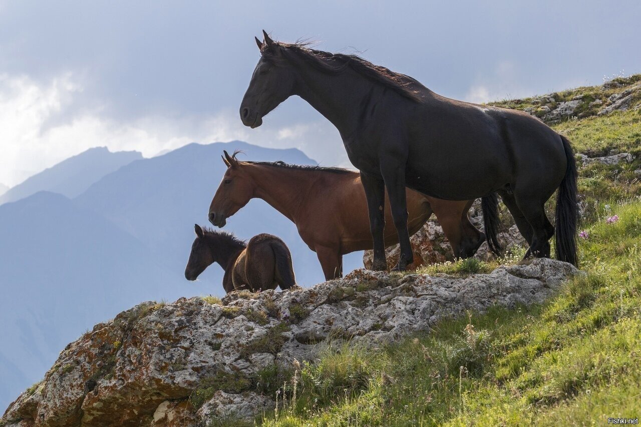 Горный табун обозревает свои владения в Чегемском ущелье, Кабардино-Балкария