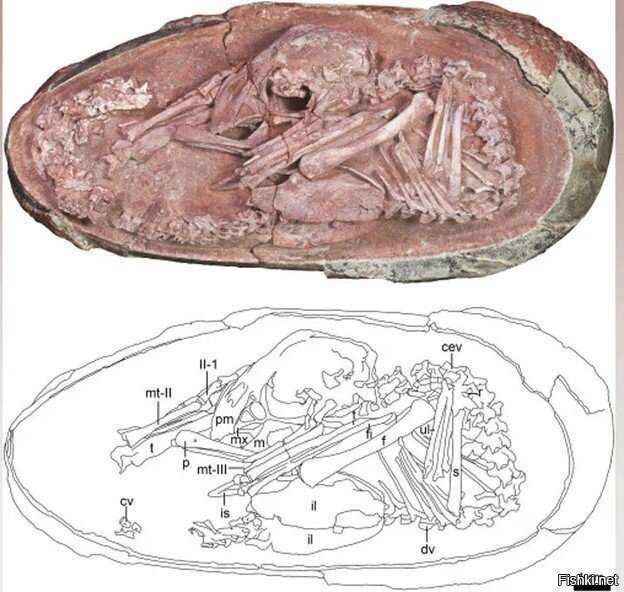 В Китае нашли окаменелое яйцо с идеально сохранившимся эмбрионом динозавра