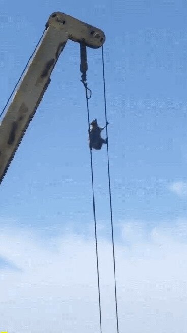 Енот ассасин