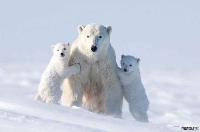 Доброе утро млеко(и водко)питающие