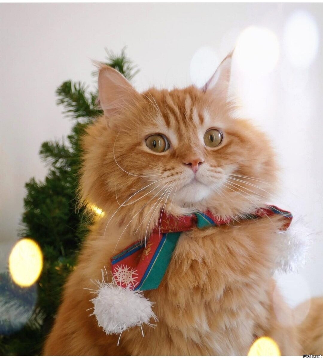 Доброе утро