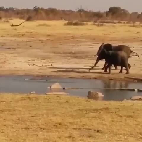 Слоны не бросили своего малыша в беде