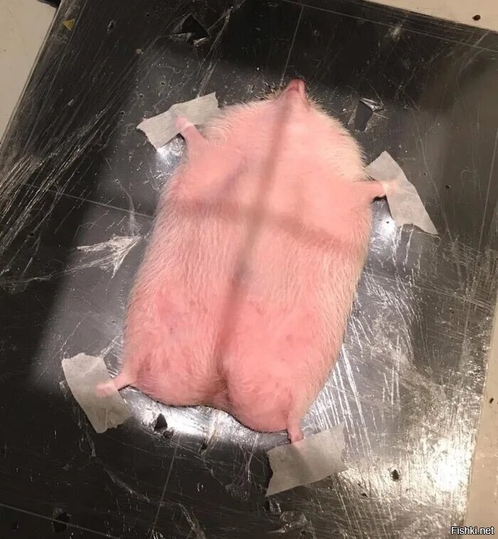 Ёжик на рентгене