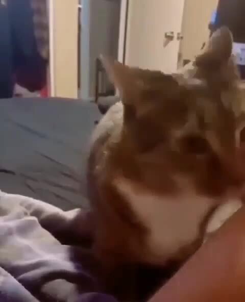 Погладь меня)