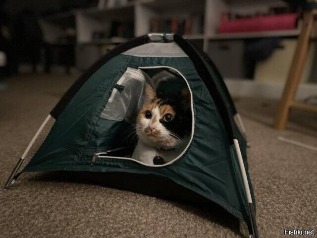 Купил на али палатку