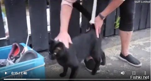 В Новой Зеландии кот-клептоман стал грозой целого пригорода