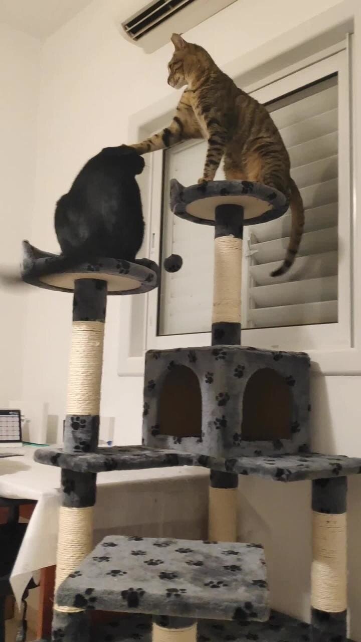 Нала и Симба