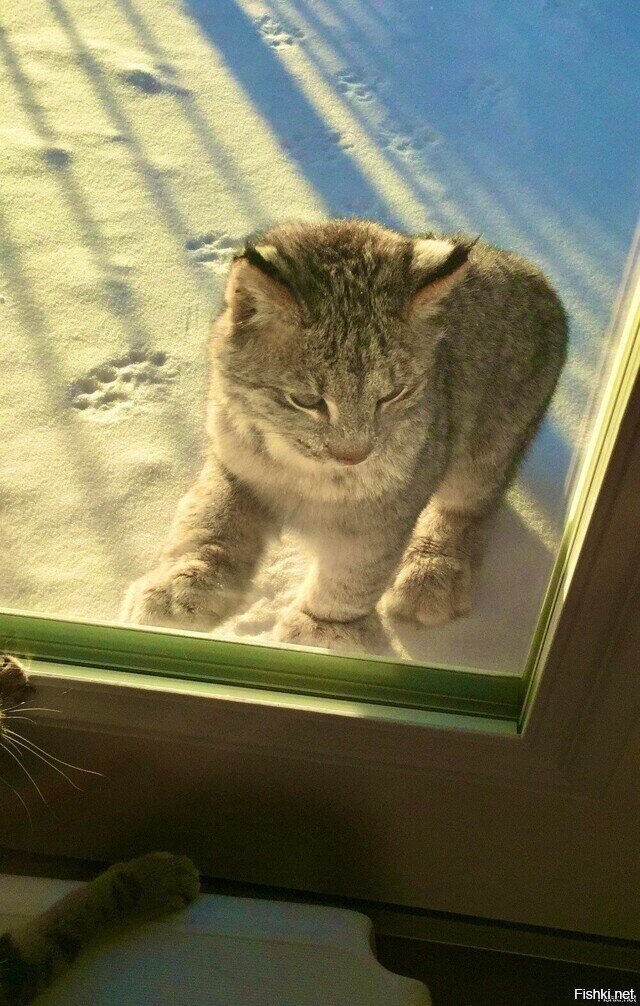 Хотел взять домой, но чего-то страшновато даже дверь открывать