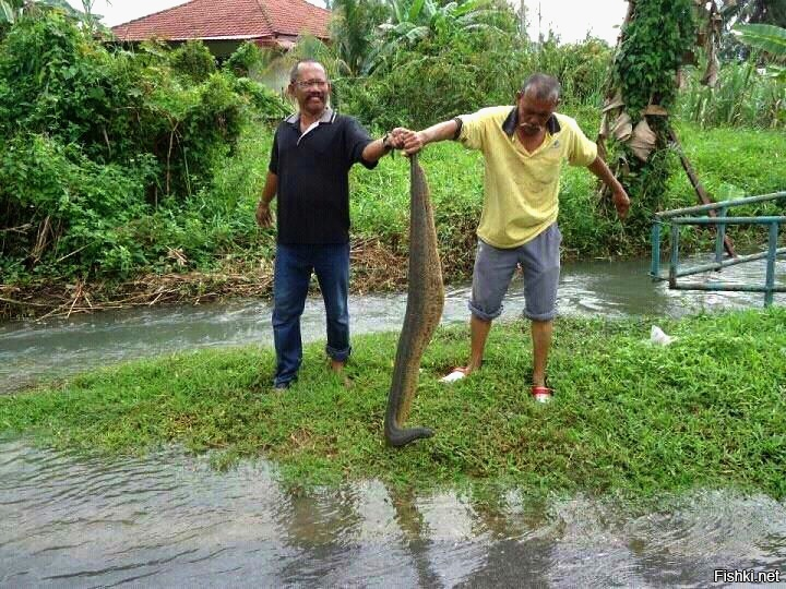 Амазонская клепсина: Гигантская пиявка из Южной Америки