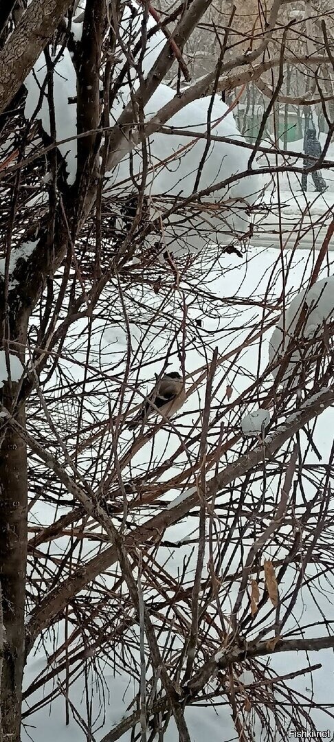 Сегодня нас посетил (а) нечастый гость в последнее время - снегирь
