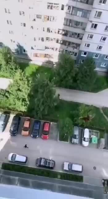 Ястреб в итоге всё таки поймал кусок мяса в полёте