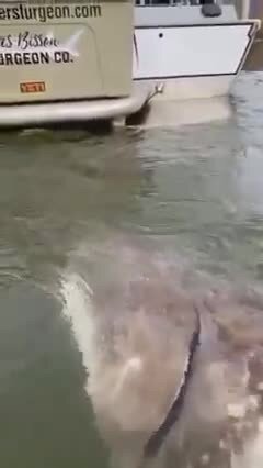 Гигантский осетр живущий в реке Фрейзер (в Канаде)