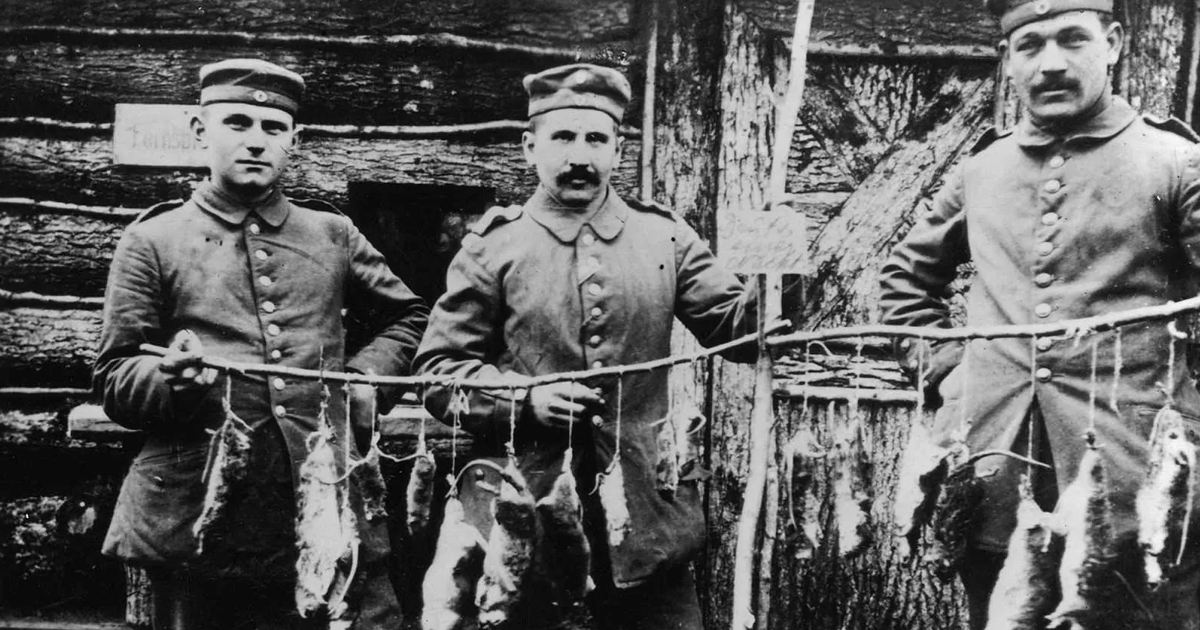 Как солдаты боролись с окопными крысами в Первую мировую войну
