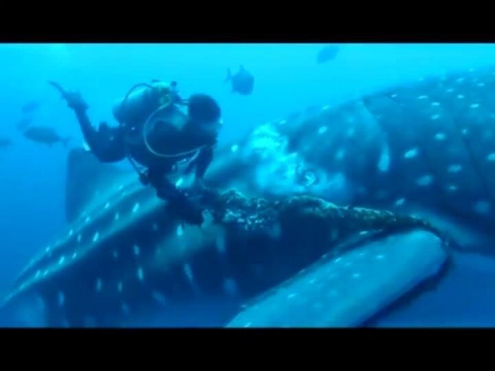 Китовая акула подплыла к дайверам, чтобы попросить их о помощи