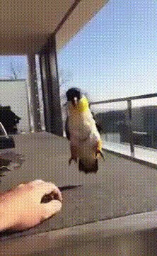 - На корпаративчик