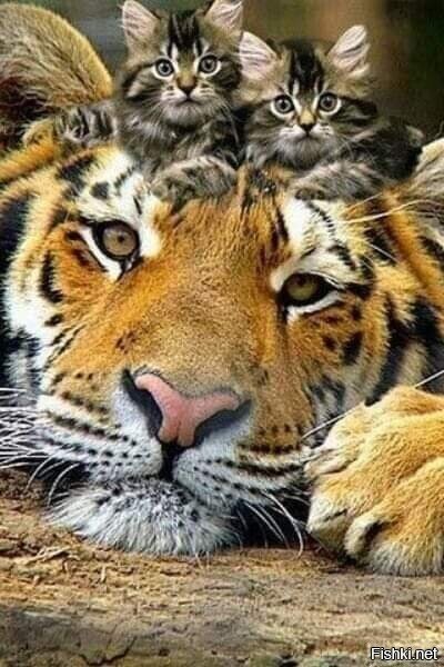 Как никак родственники