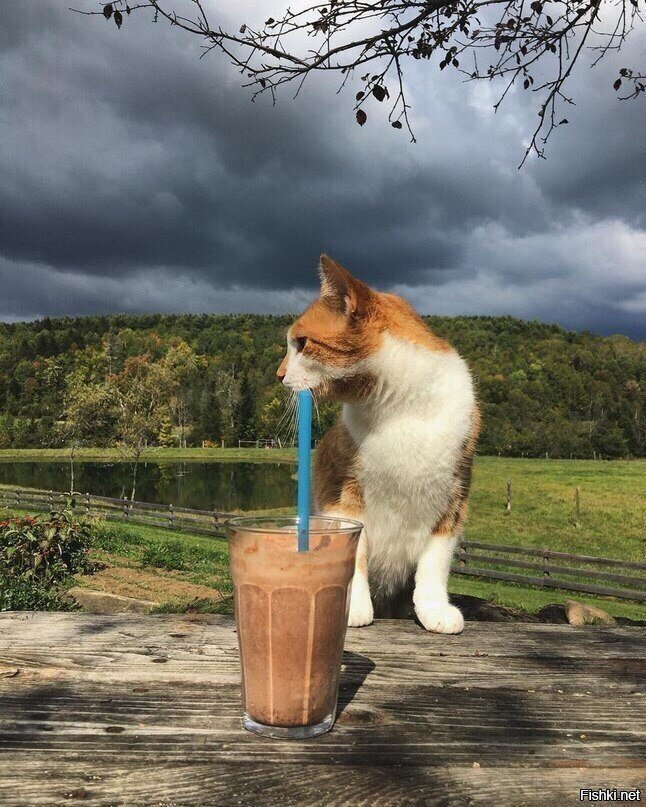 - Не хотите, как хотите