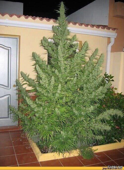 С Наступающим