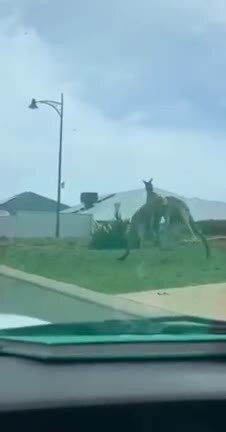 Австралийские уличные разборки)