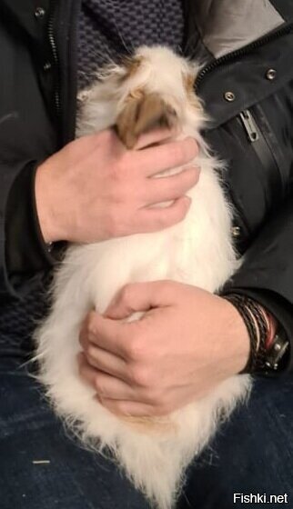 У меня сегодня умер мой домашний зайчик Тимоша