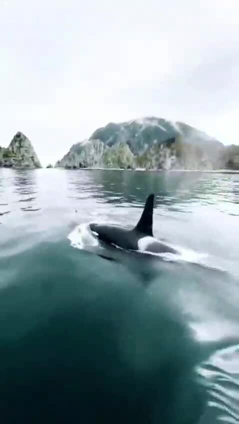 С касатками на одной волне