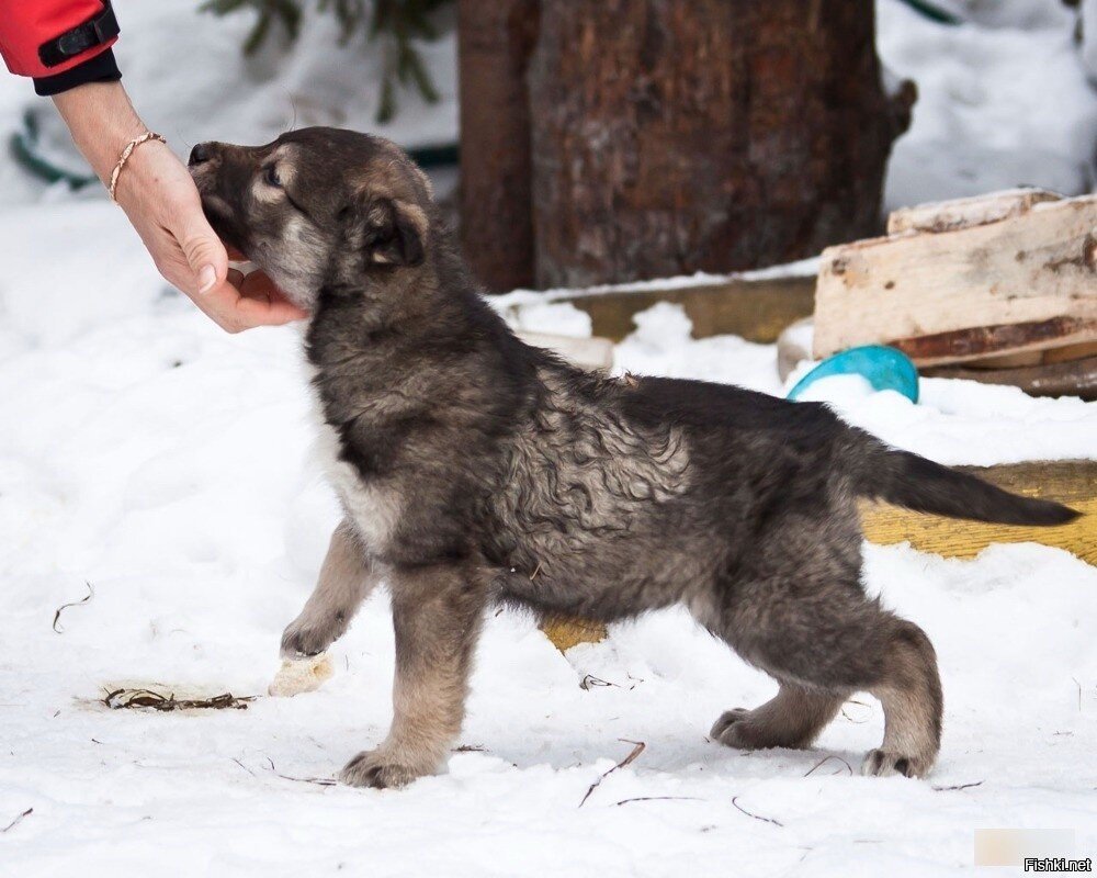 Недавно завели щенка, и, когда он косячит, шлепаем его тапком