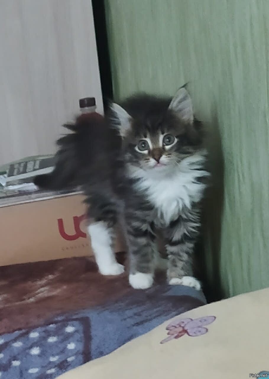 Новый член семьи