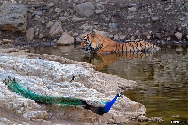 Тигру, главному герою Нового года, стол то не накрыли