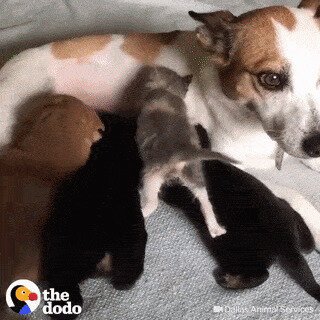 Наглая пушистая морда