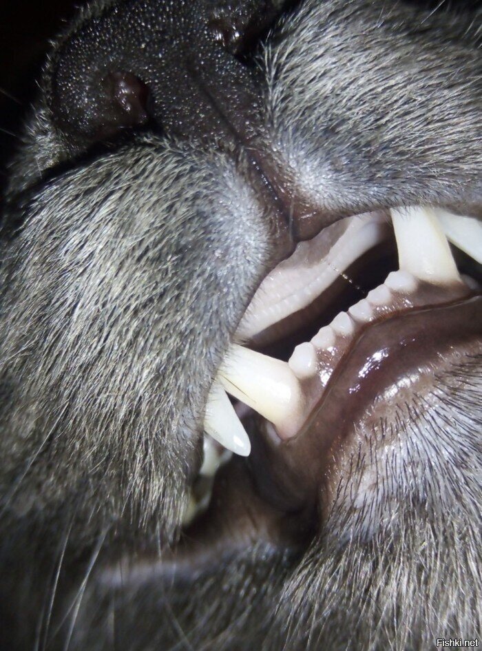 99% стоматологов из СТА