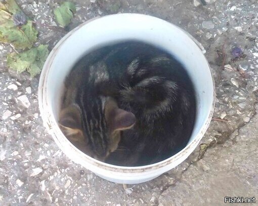 Котиков пол ведра вам