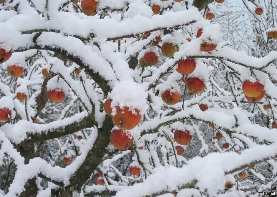 Доброго утра, праздничного дня