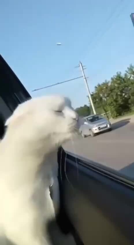 Любит с ветерком