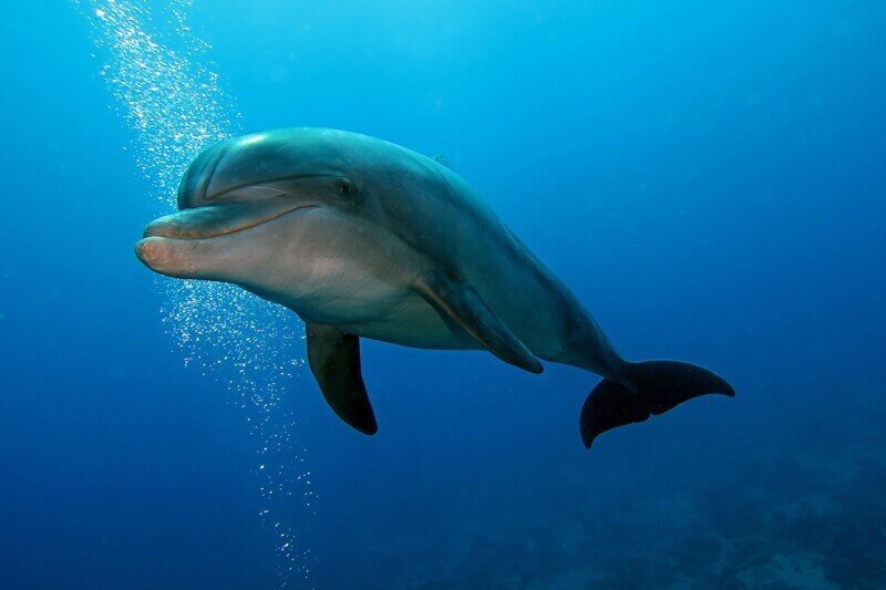 Дельфин - интересные факты