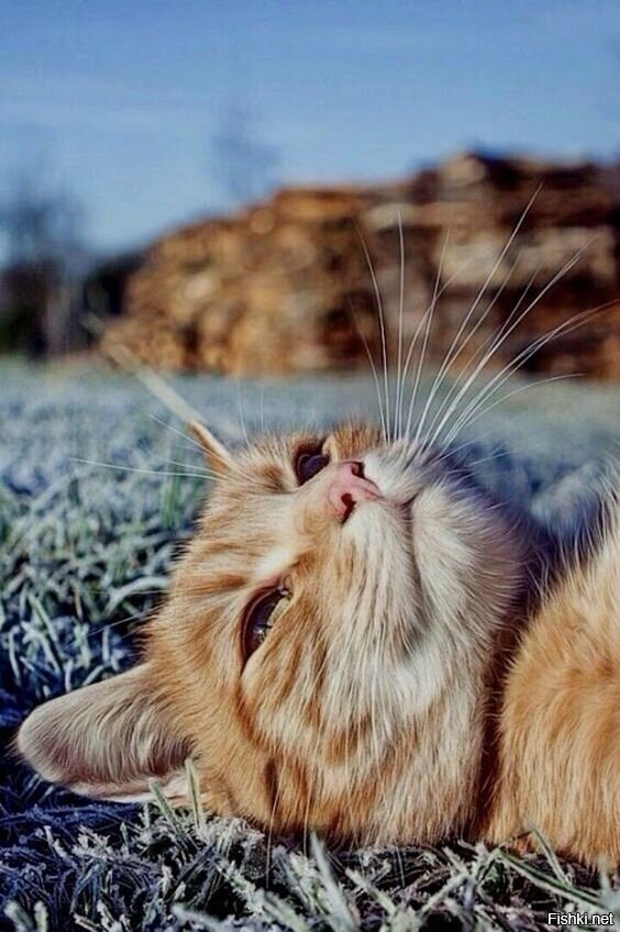 хороший понедельник, выходной