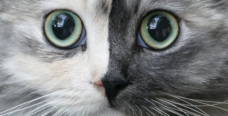 Кошка-химера с двумя "лицами" стала звездой интернета