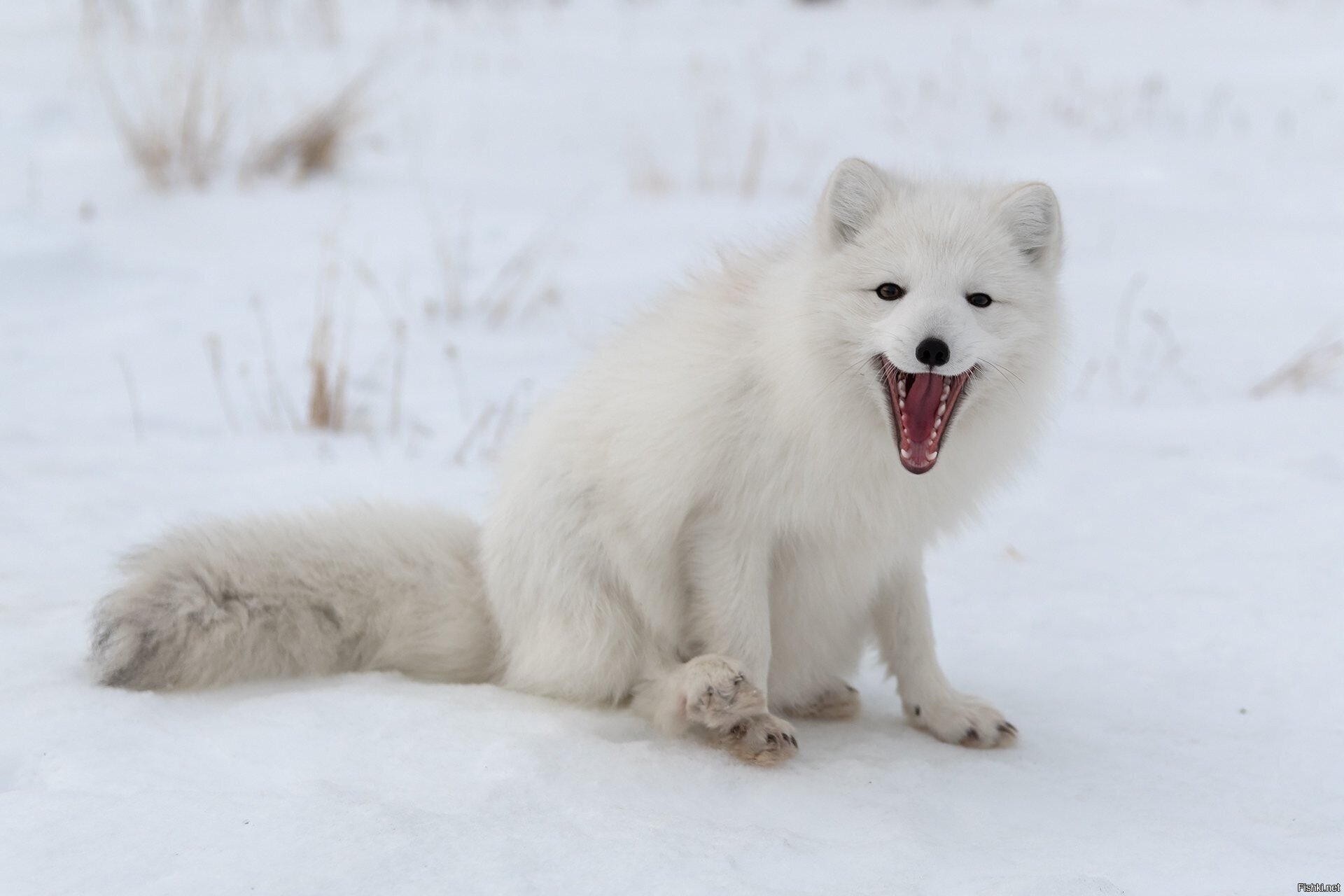 Молодой песец на просторах Ямала