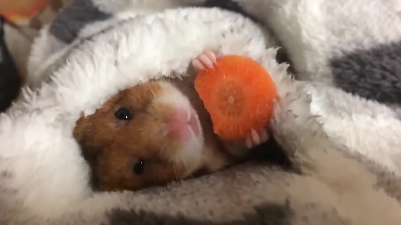 Праздник живота продолжается 