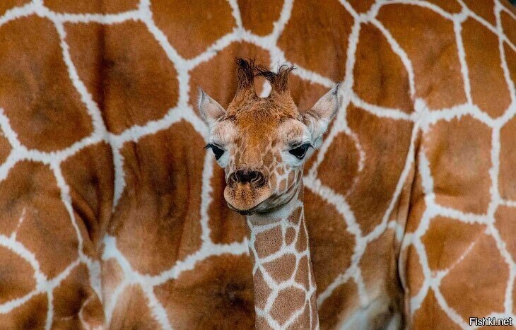 22-дневный детеныш жирафа