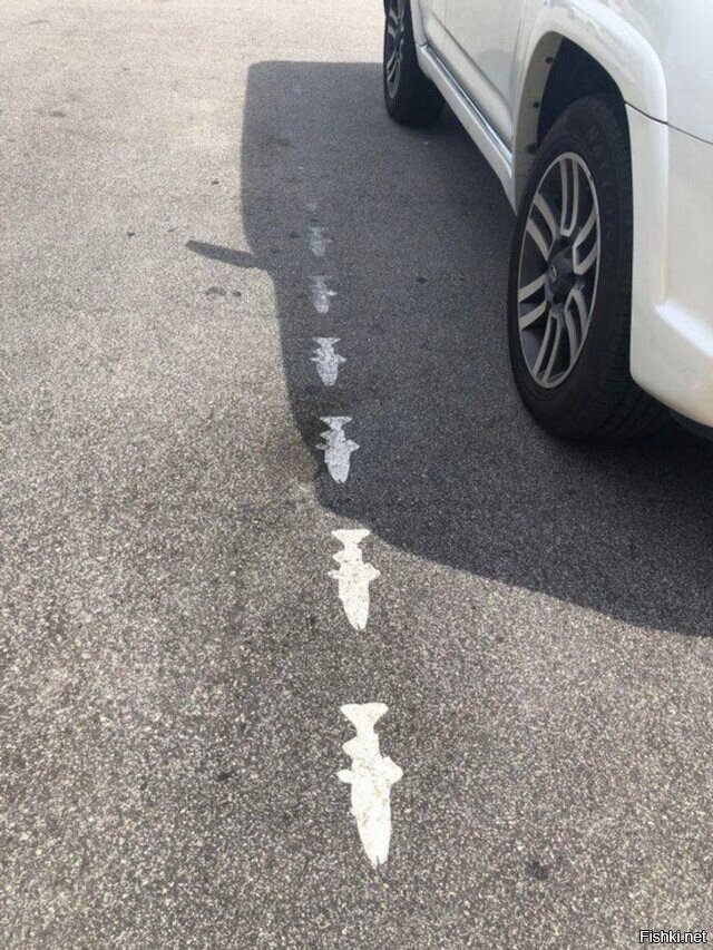 К рыбе - туда