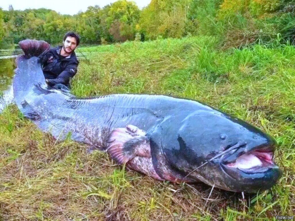 Это не лосось