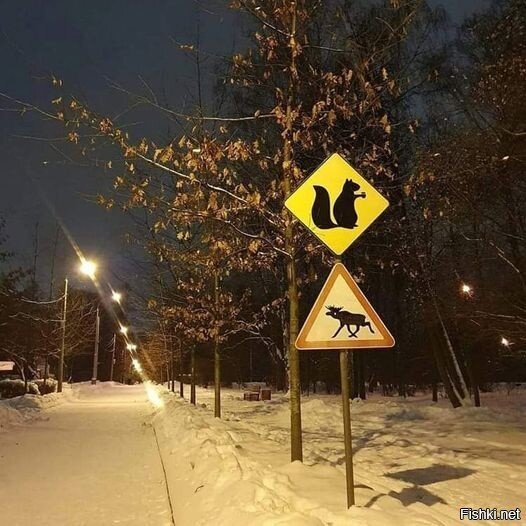 Я правильно понимаю, что у белок главная, а лоси должны их пропускать