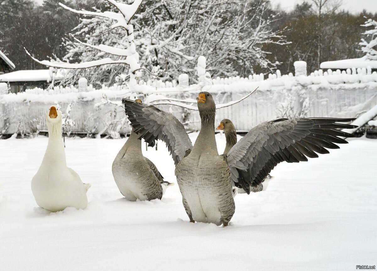 9 января,  Степанов день (Степановы труды)