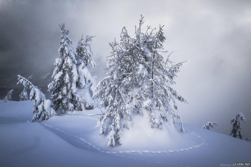 Лисичка пробежала