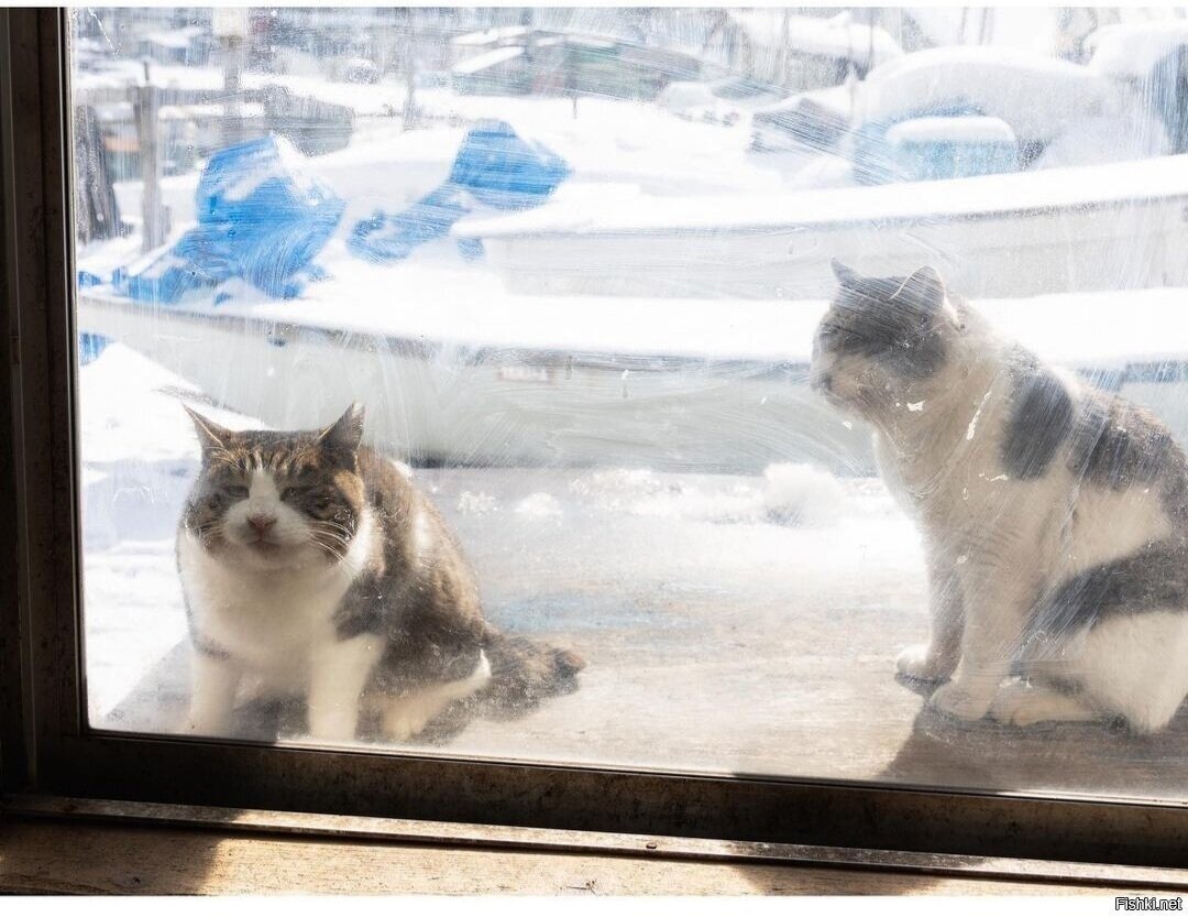 А что вы там делаете 