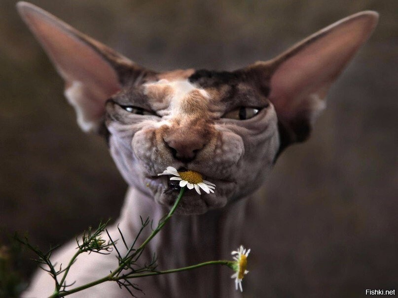 Говорят, ромашка успокаивает