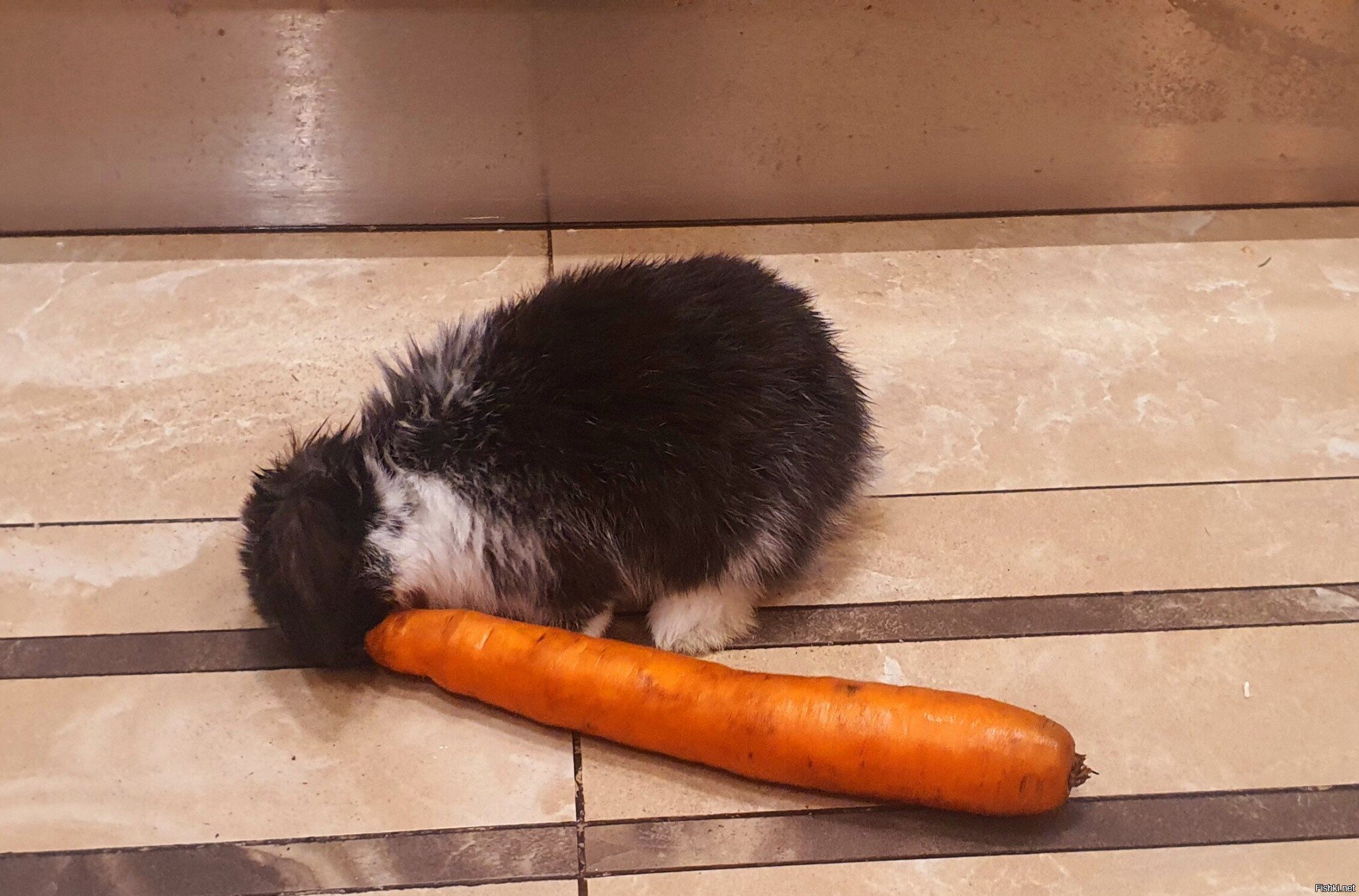 Большому куску и рот радуется