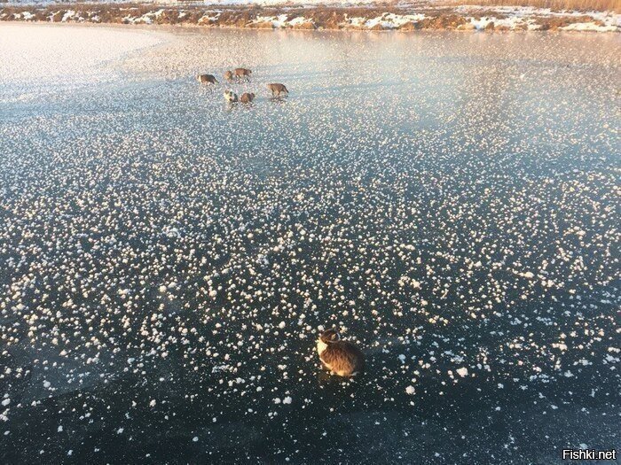 Странная тусовка