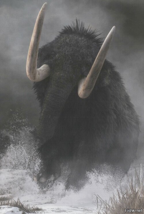 Что Вольный разбушевался 